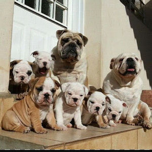 Meet your Posher, Joy